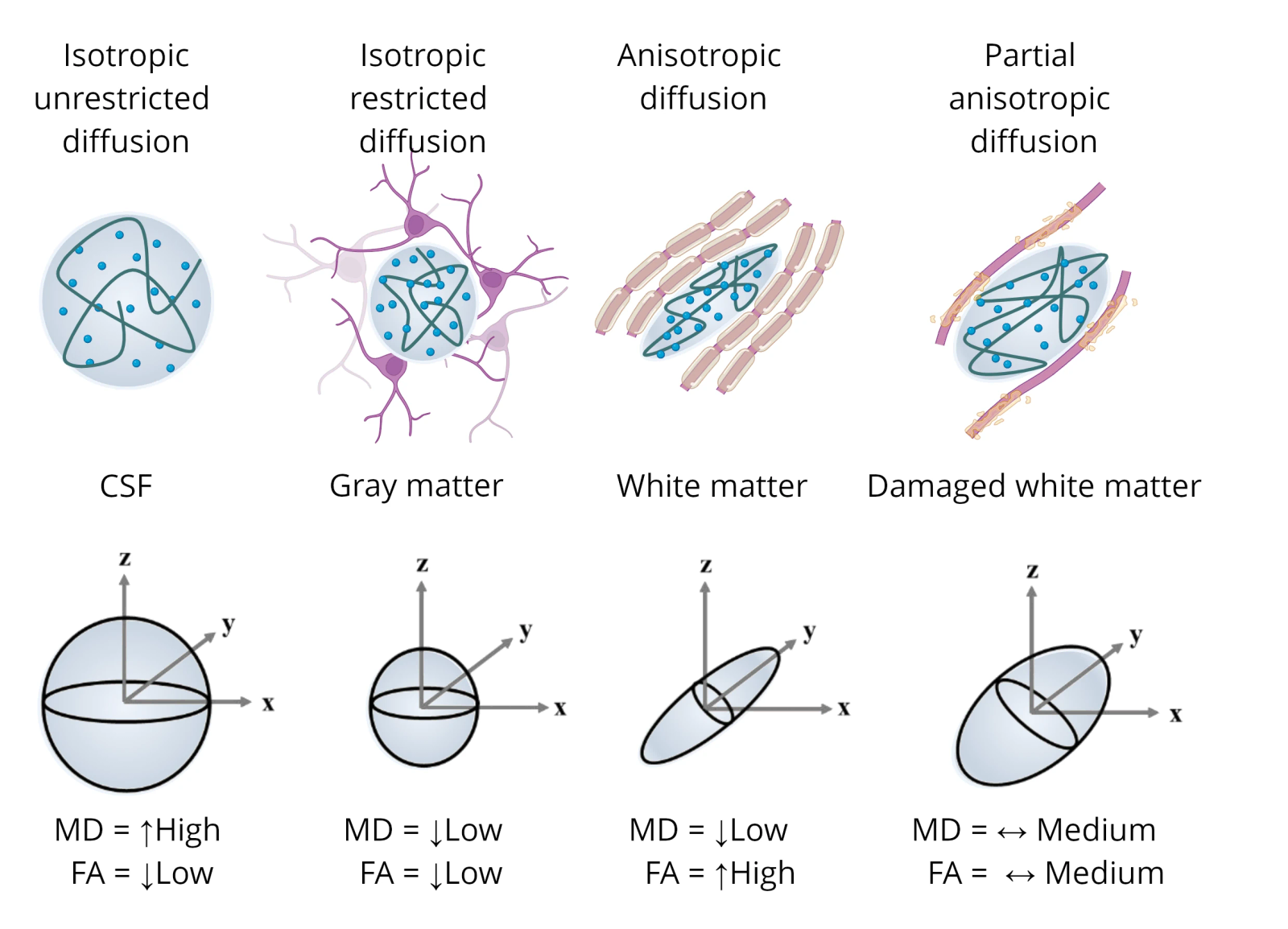 洋書 Statistical Analysis of Diffusion Tensor Frontiers | Diffusion Tensor Imaging With Tract-Based