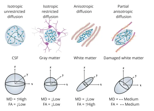 Diffusion MRI and the diffusion tensor model