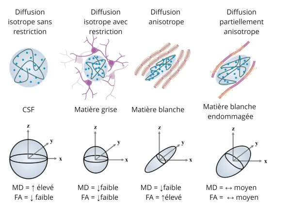 Diffusion MRI and the diffusion tensor model