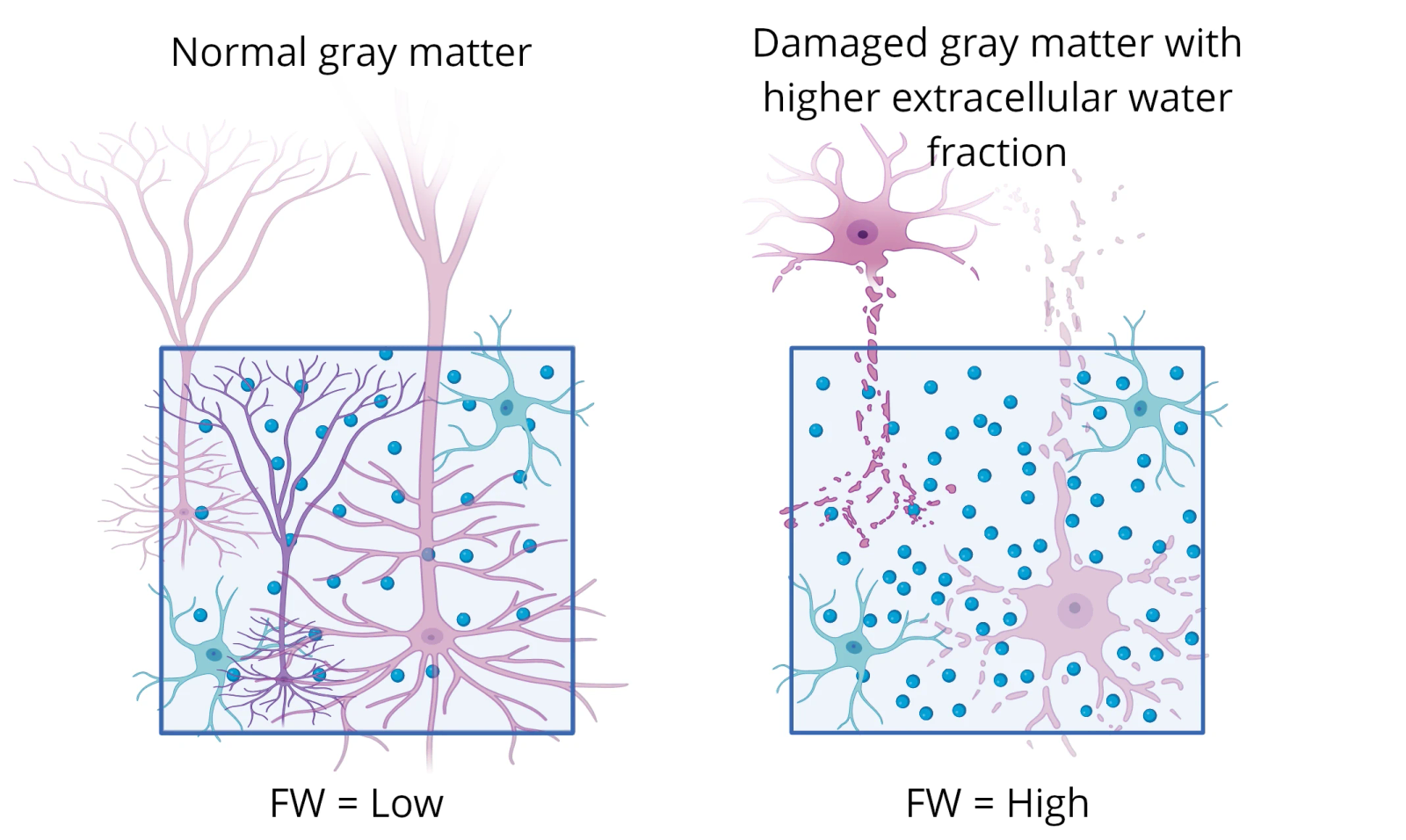 Diffusion MRI and the diffusion tensor model