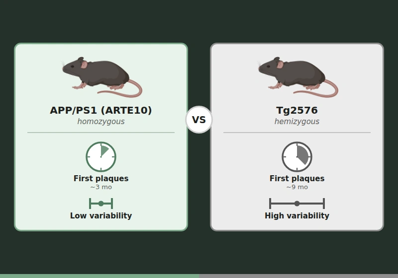 Comparison of APP/PS1 vs Tg2576 characteristics