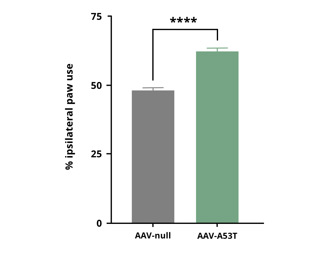 Cylinder Test results for AAV-hA53Tα-Syn injected mice compared to AAV-null control mice