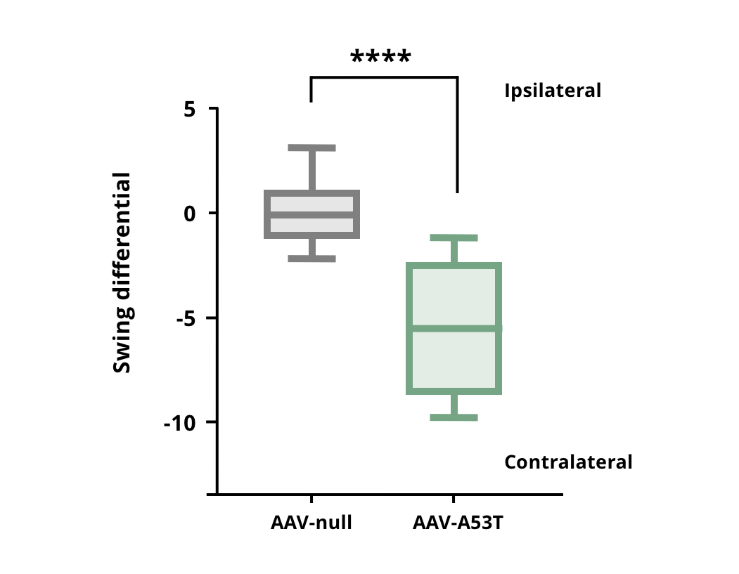 Elevated Body Swing Test results for AAV-hA53Tα-Syn injected mice compared to AAV-null control mice