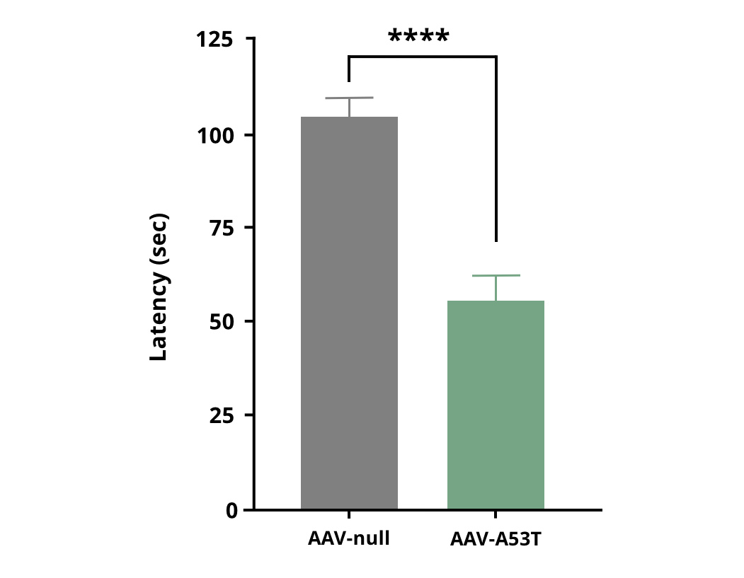 Rotarod Test results for AAV-hA53Tα-Syn injected mice compared to AAV-null control mice