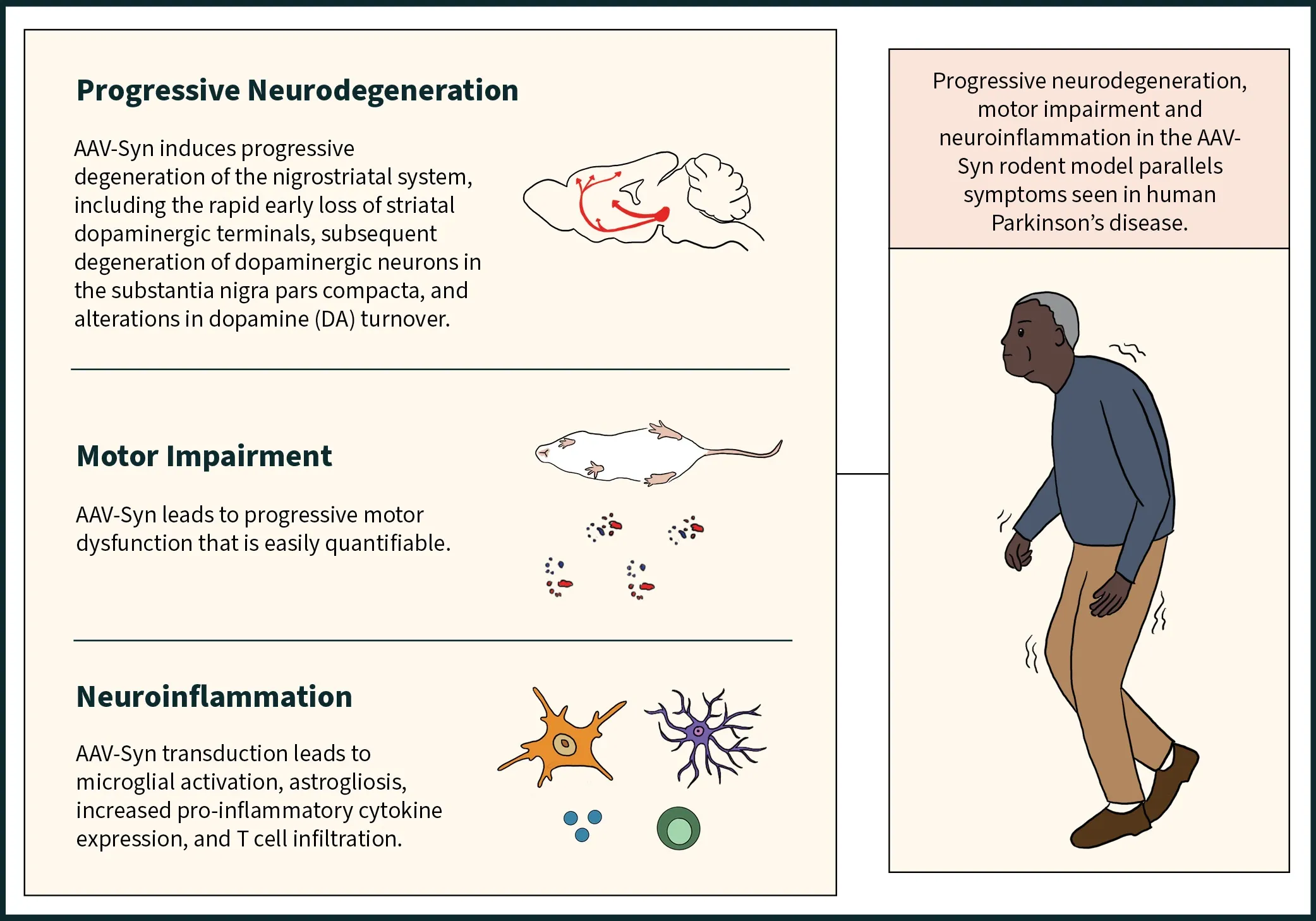 Features of the AAV-Synuclein model