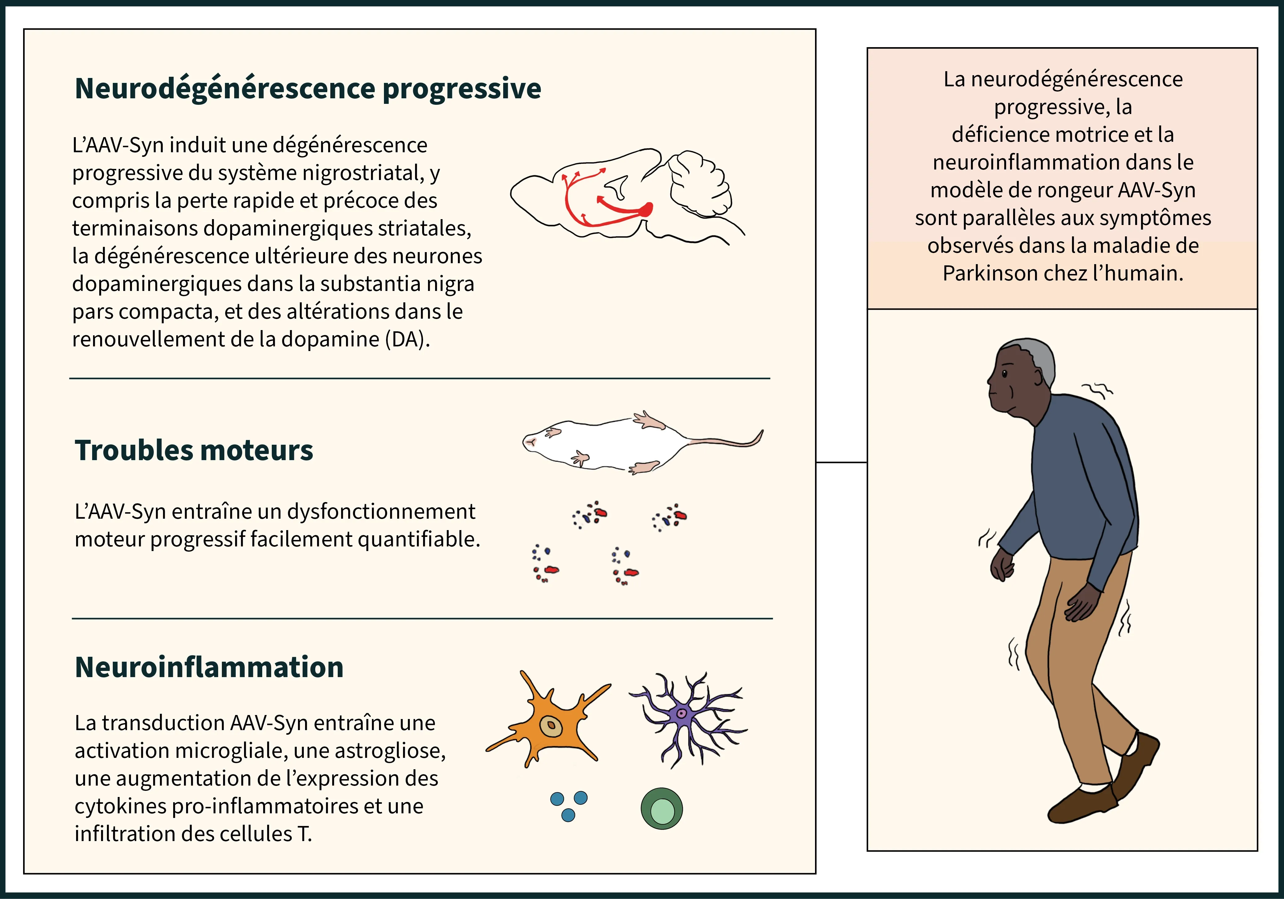 Caractéristiques du modèle AAV-Synucléine