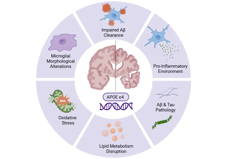 ApoE4-driven microglial dysfunction in Alzheimer's disease