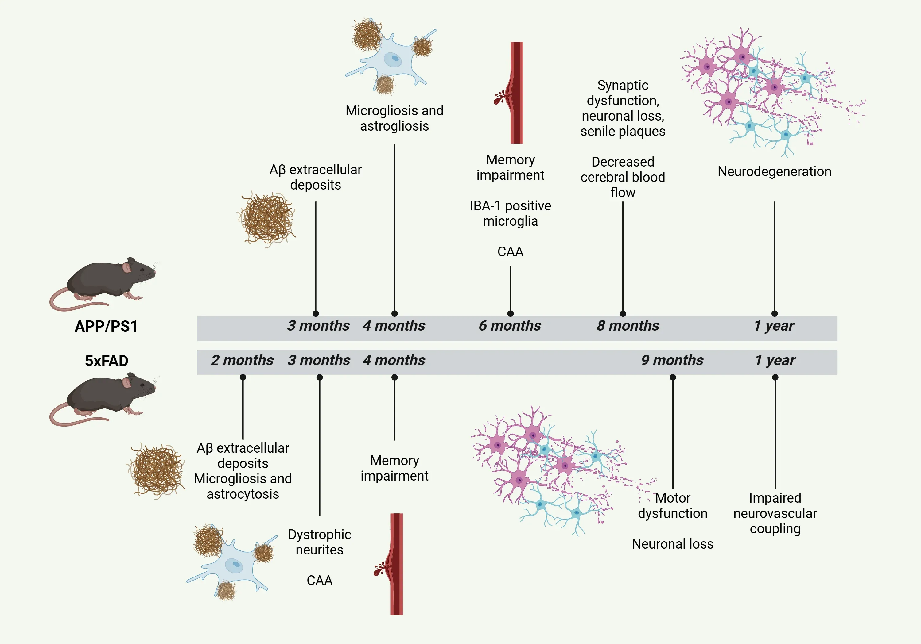 APP/PS1和小鼠模型5xFAD的病理特征时间线