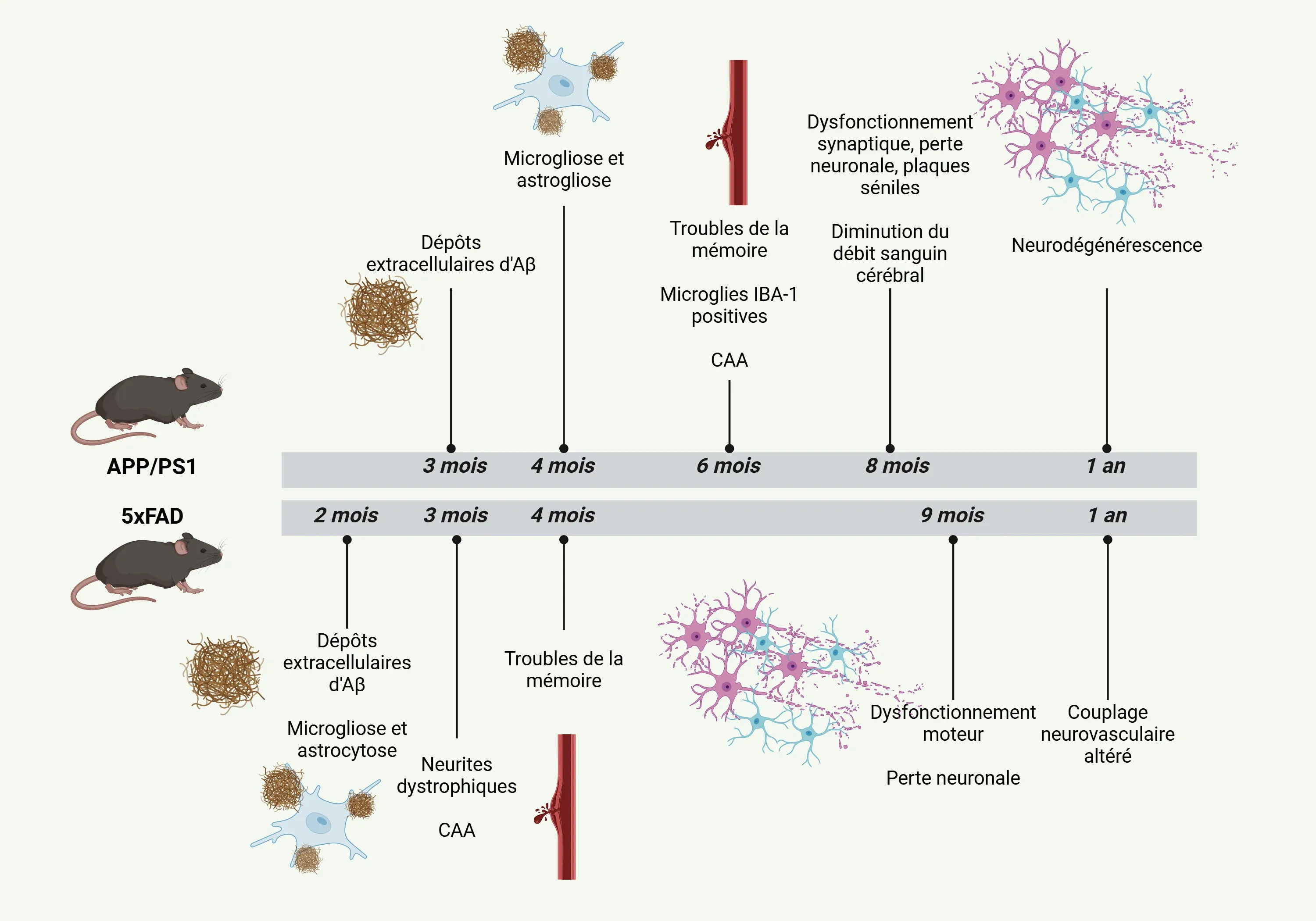 Chronologie des caractéristiques pathologiques des modèles murins APP/PS1 et 5xFAD pour la MA