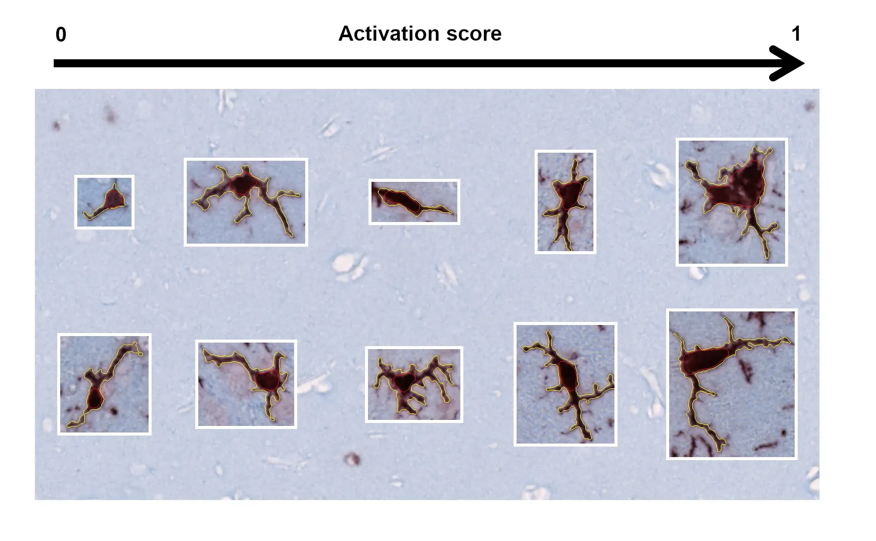 Cells showing progressively higher activation score (from 0 to 1) from left to right.