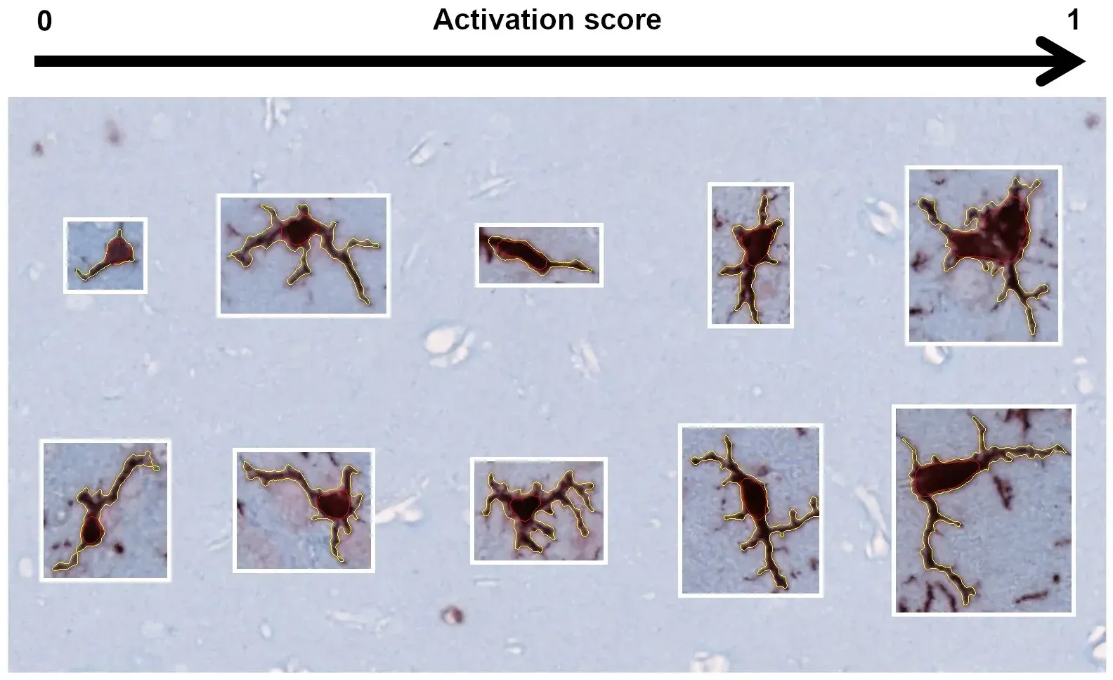 Cells showing progressively higher activation score (from 0 to 1) from left to right.