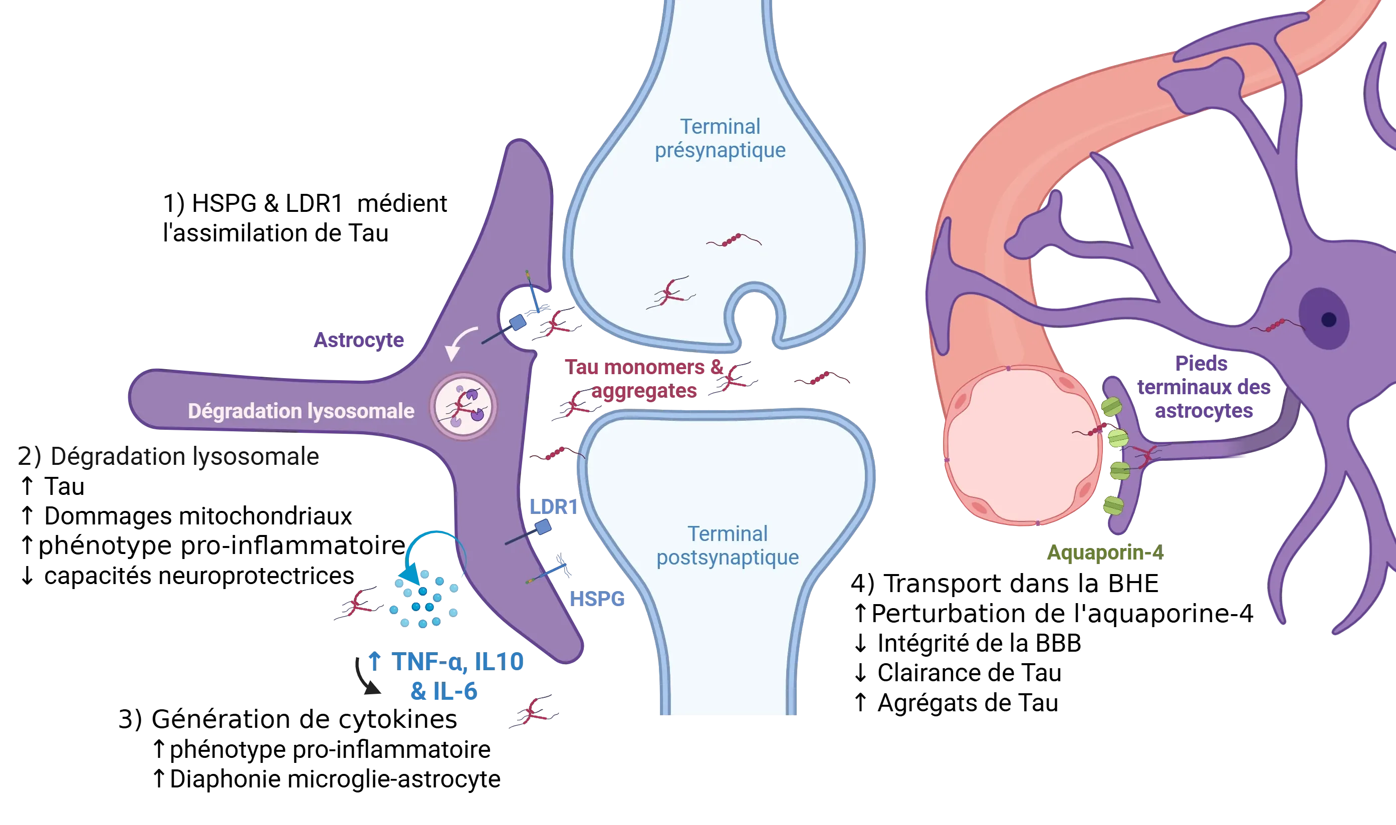 Astrocytes et pathologie tau