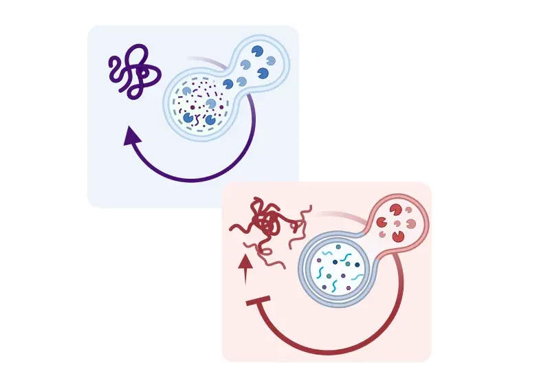 Dégradation de l'alpha-synucléine