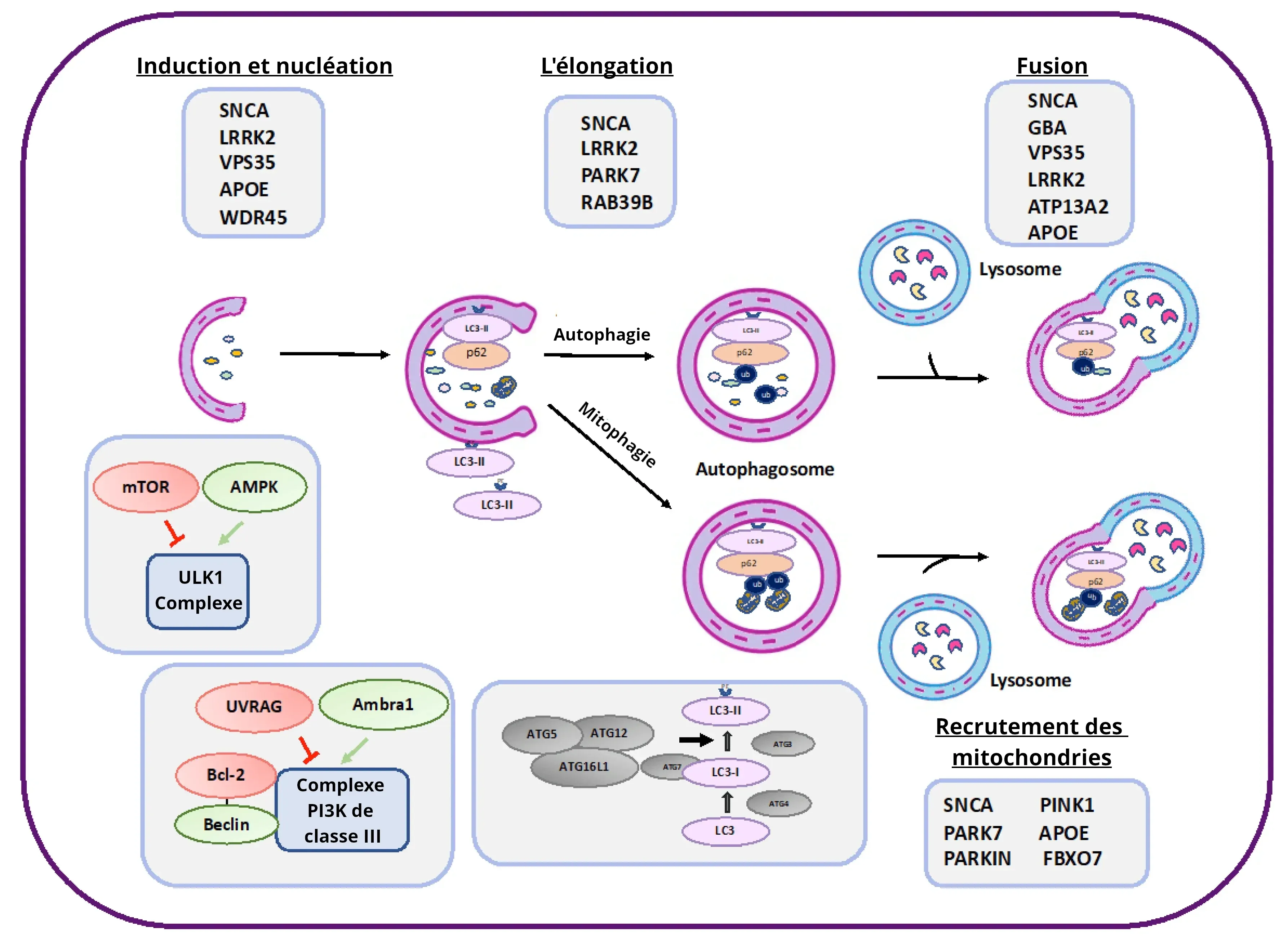Présentation schématique des protéines de l'autophagie impliquées dans la maladie de Parkinson.
