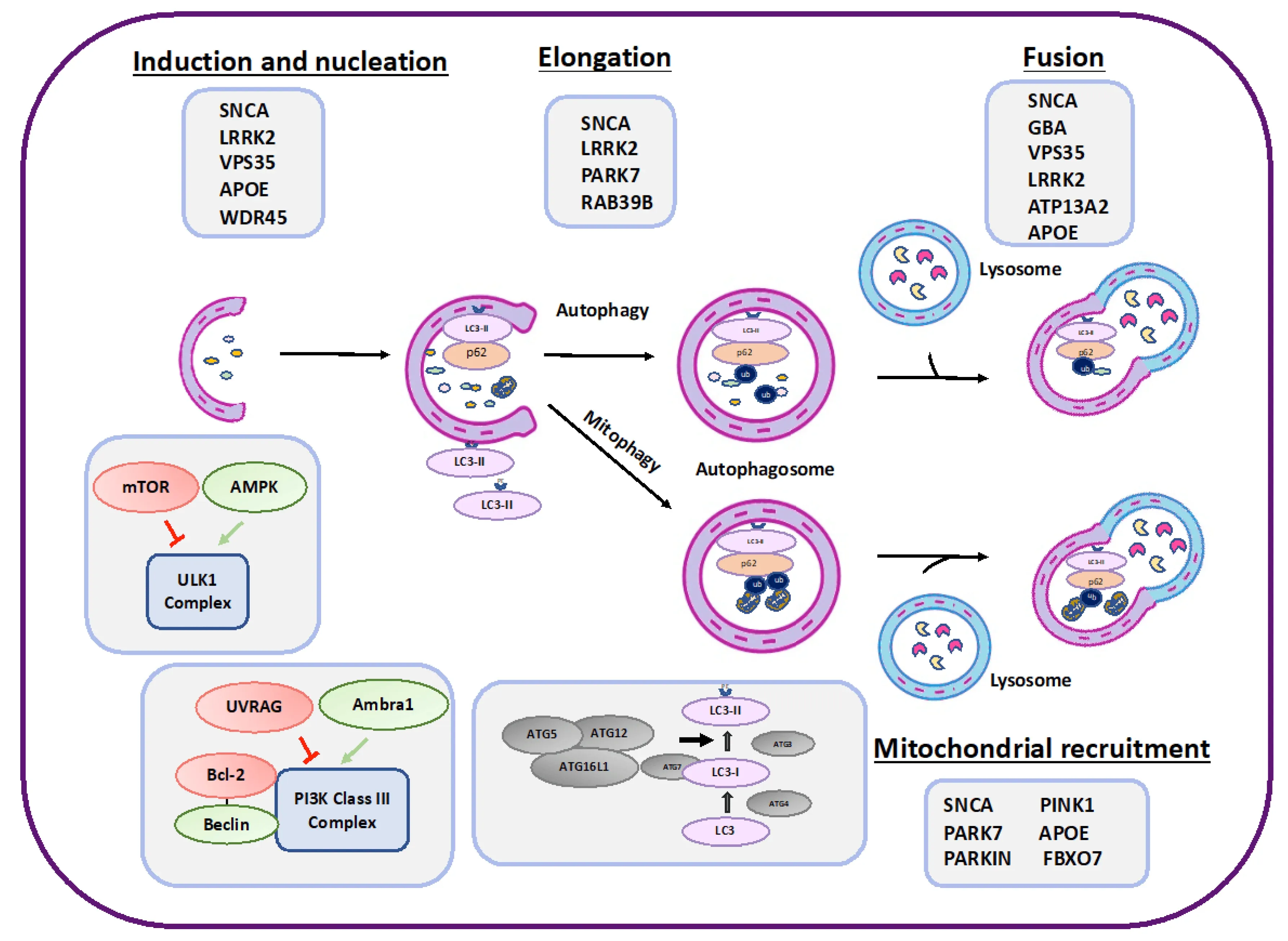 A schematic presentation of autophagy proteins implicated in Parkinson's disease.