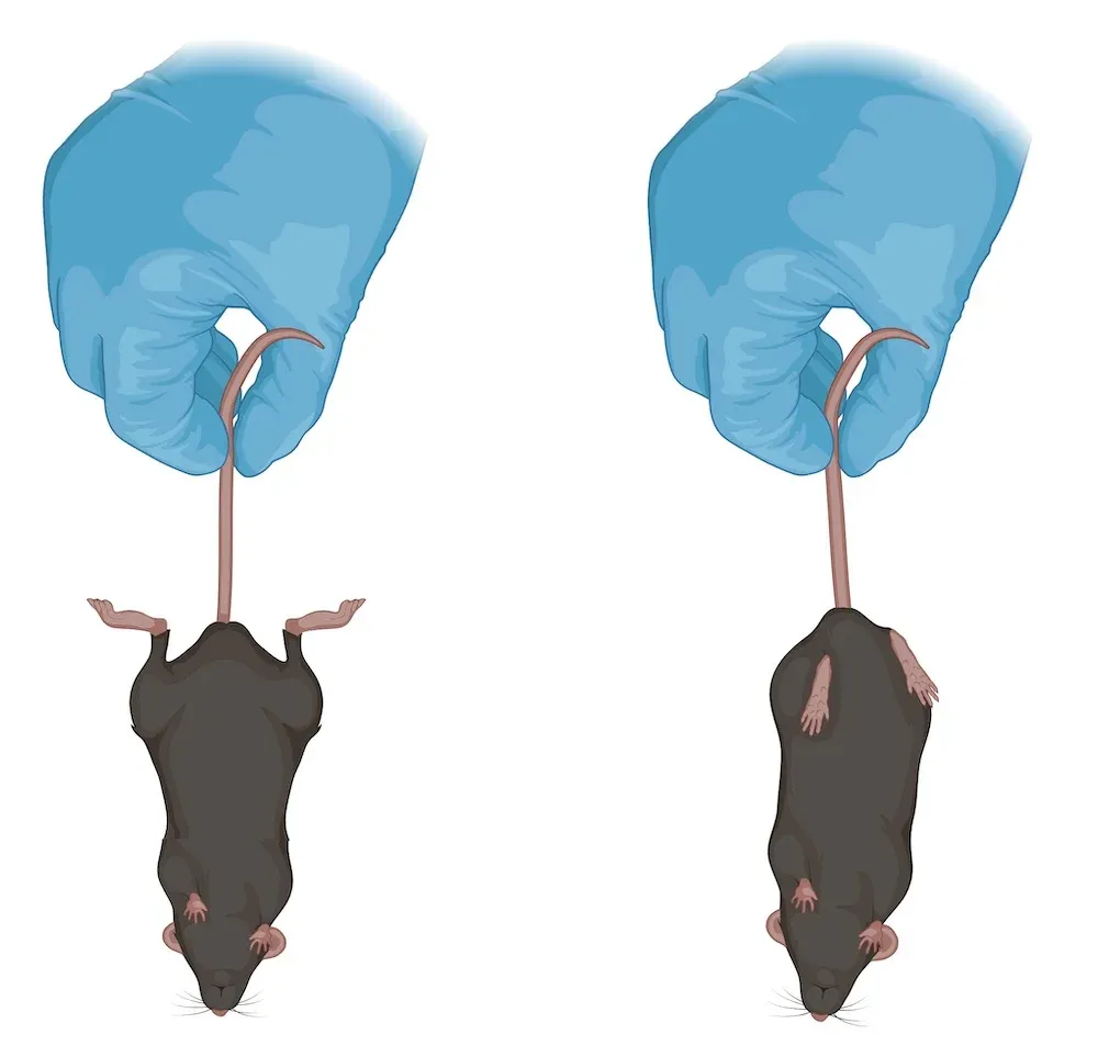 Illustration d'un modèle de rongeur montrant des signes d'agrippement