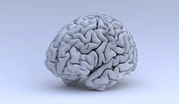 A three-dimensional model of a human brain