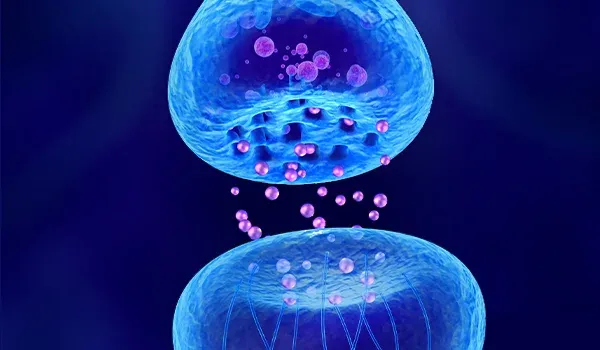 Graphical representation of a synapsis between two neurons and synaptic vesicles being exchanged