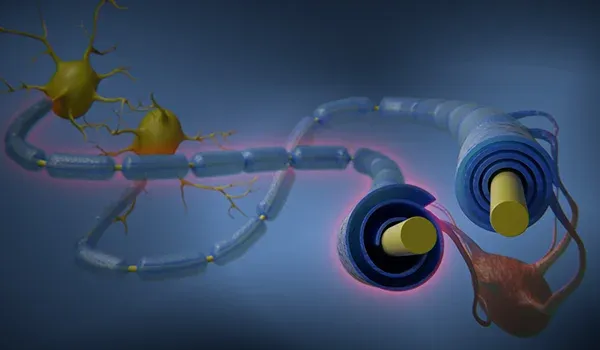 Graphical representation of muscle neurons that are myelinated