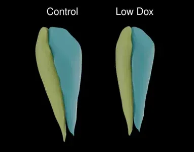 TDP-43 ΔNLS (rNLS8) ALS 治療薬開発用マウス