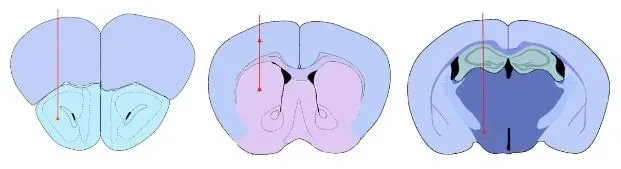 3 validated injection sites of the Anterior Olfactory Nucleus (AON)