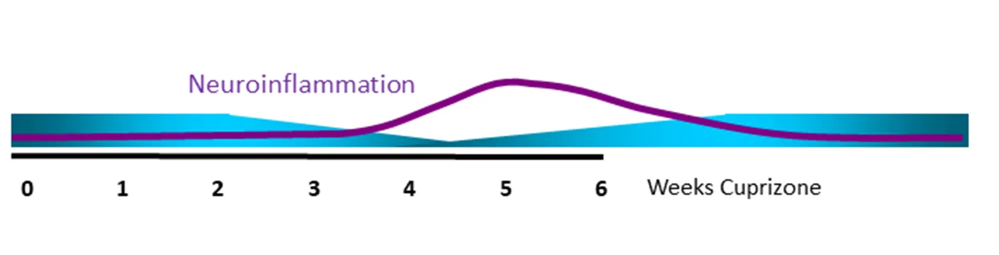 Cuprizone inflammation time course timeline