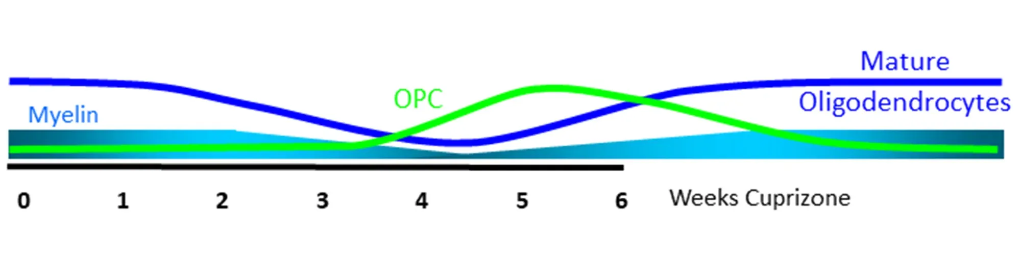 Cuprizone myelin time course Graph