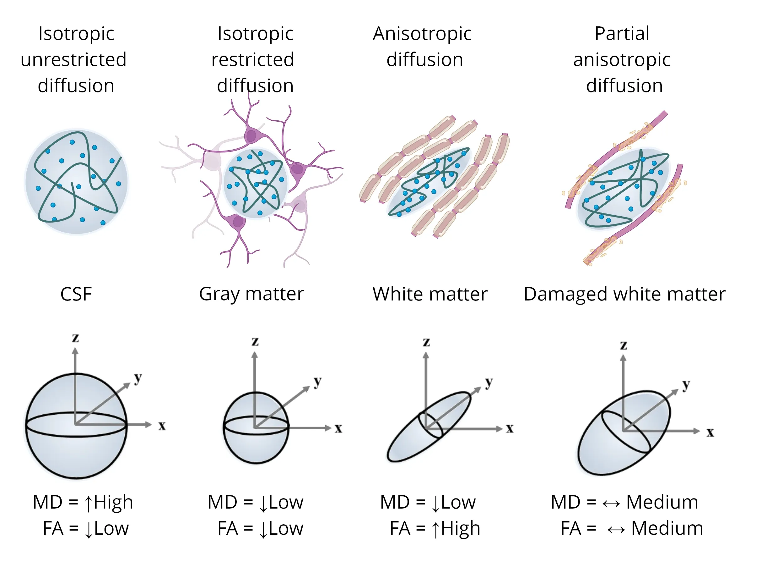 Diffusion tensors