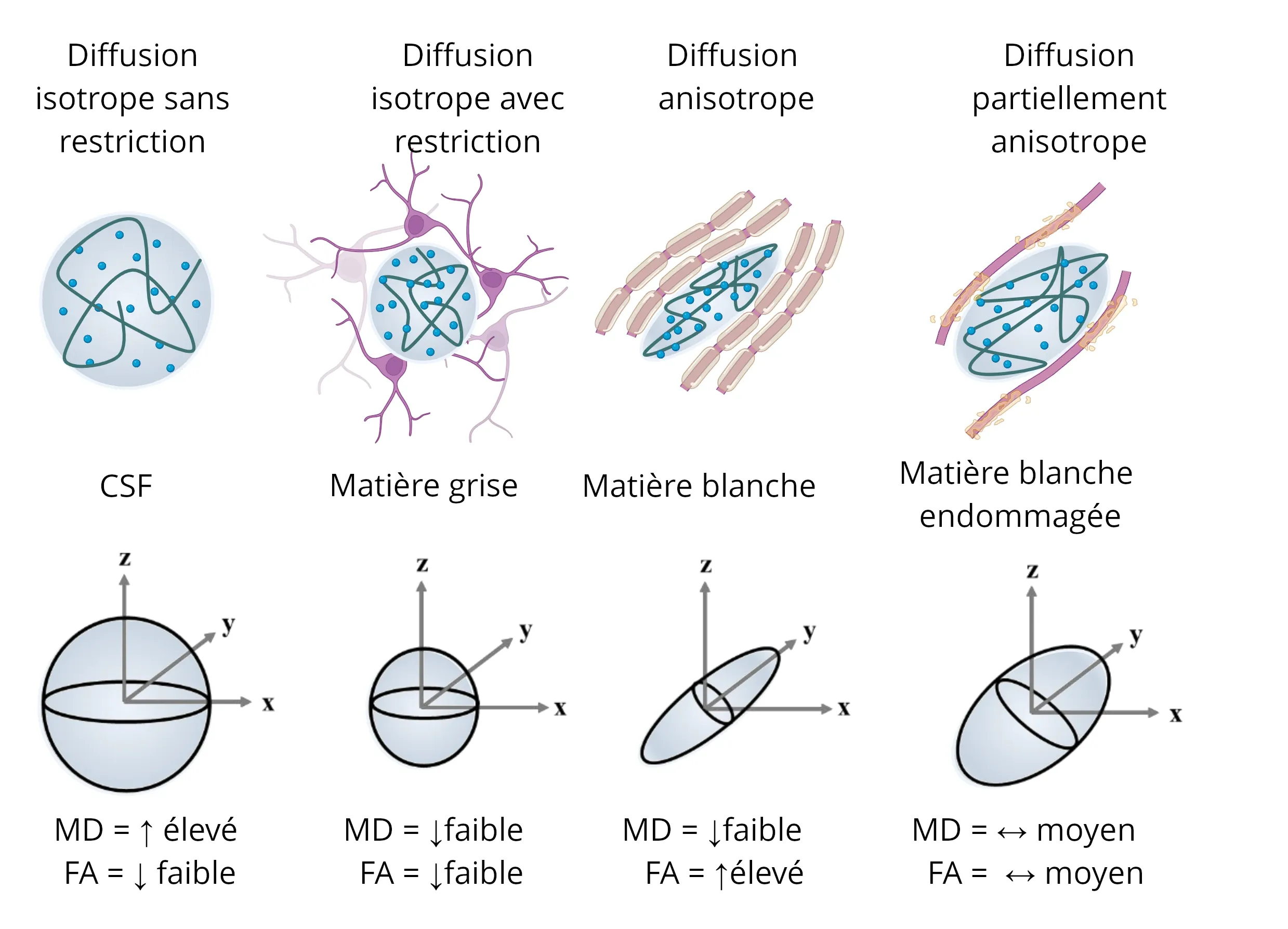 Diffusion tensors