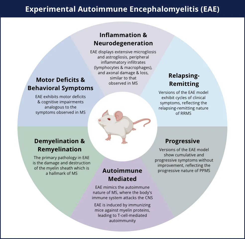 Key aspects of human MS in EAE Models