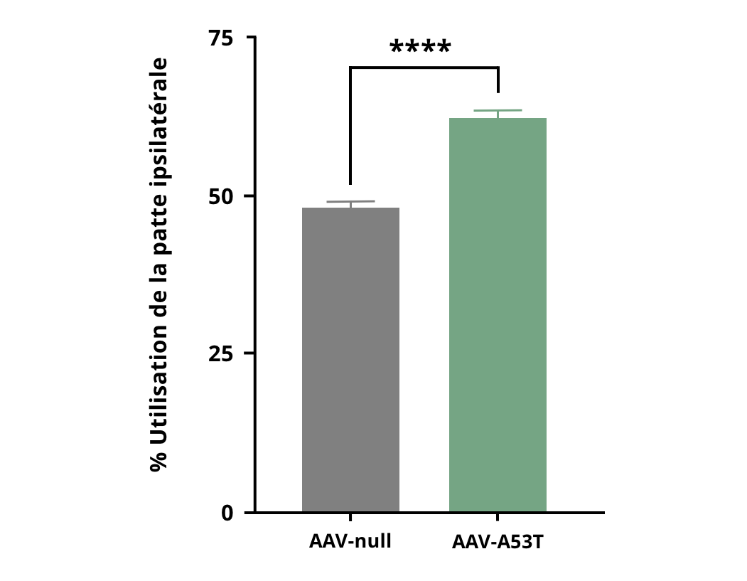 Résultats du test du cylindre pour les souris ayant reçu une injection d'AAV-hA53Tα-Syn par rapport aux souris témoins AAV-null