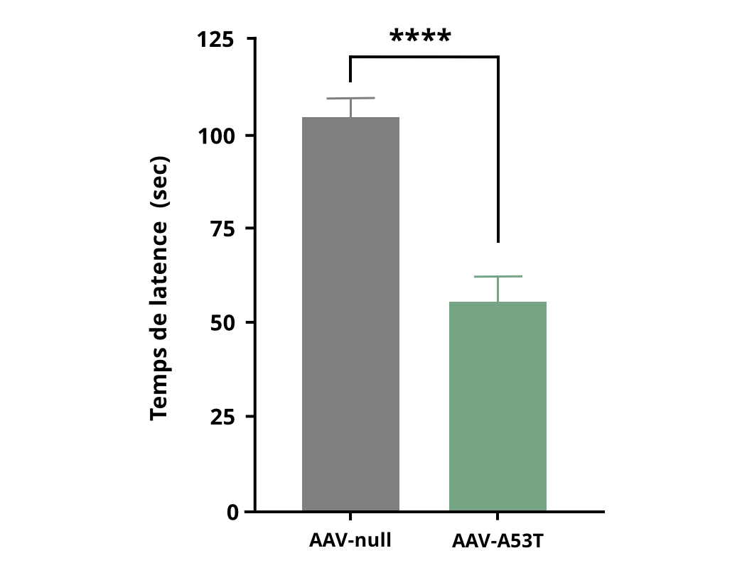 Résultats du test du rotarod pour les souris injectées par AAV-hA53Tα-Syn par rapport aux souris témoins AAV-null