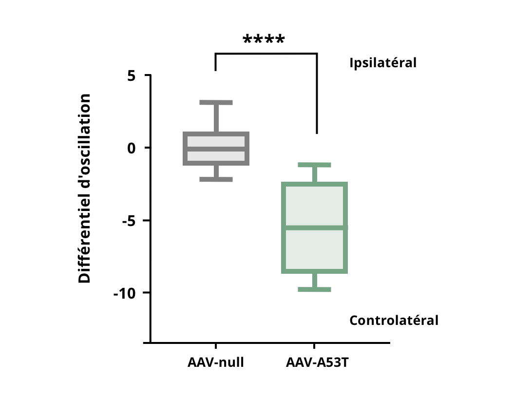 Résultats du test de balancement du corps surélevé pour les souris ayant reçu une injection d'AAV-hA53Tα-Syn par rapport aux souris témoins AAV-null