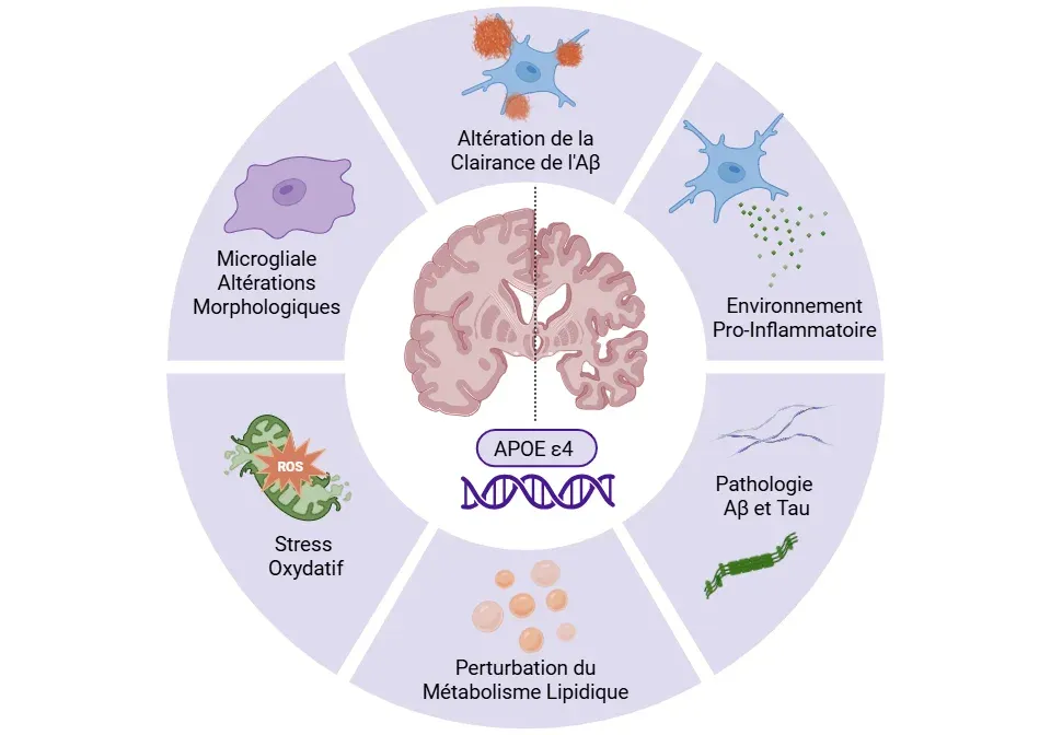 Dysfonctionnement microglial induit par l'ApoE4 dans la maladie d'Alzheimer