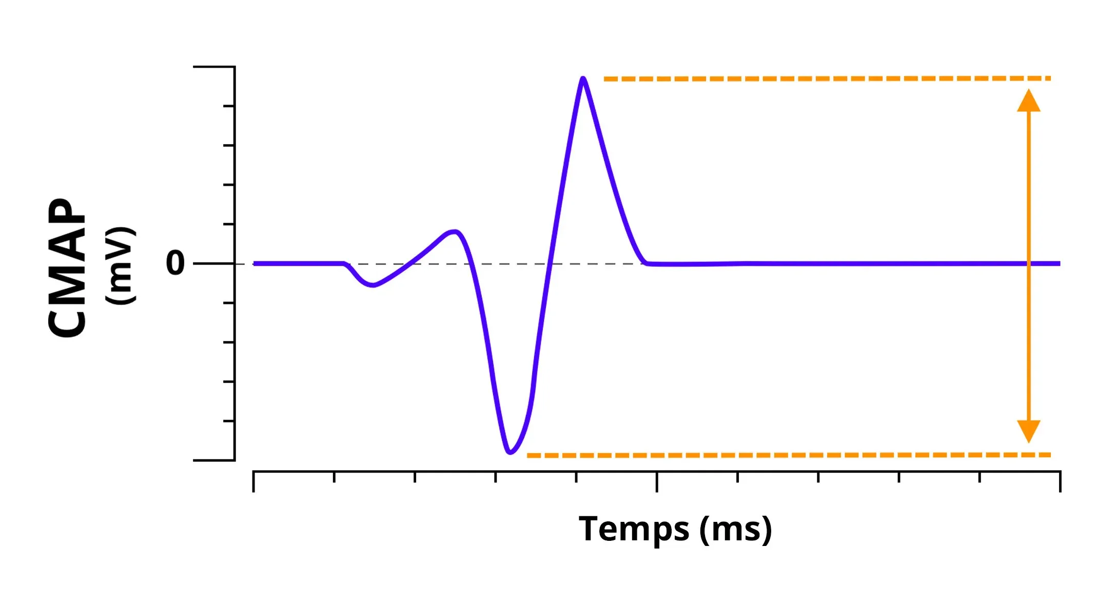 Electrophysiologie - Graphique du CMAP