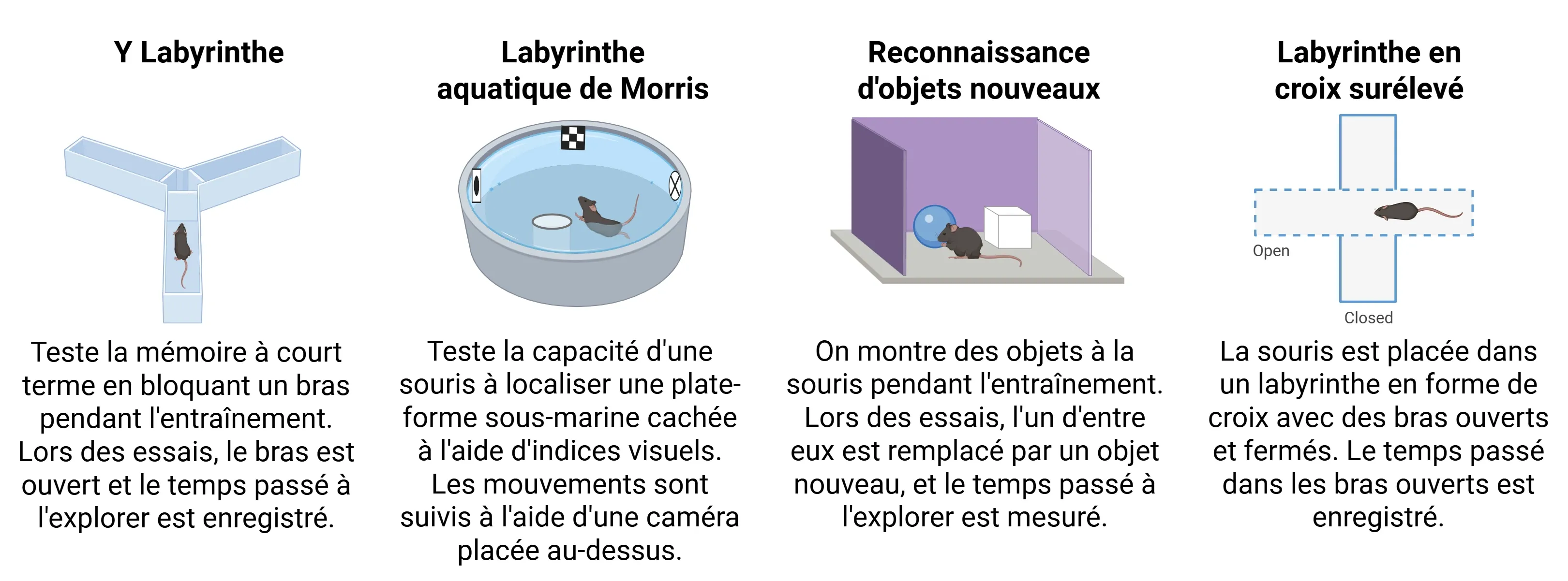 Tests cognitifs pour les souris PS19