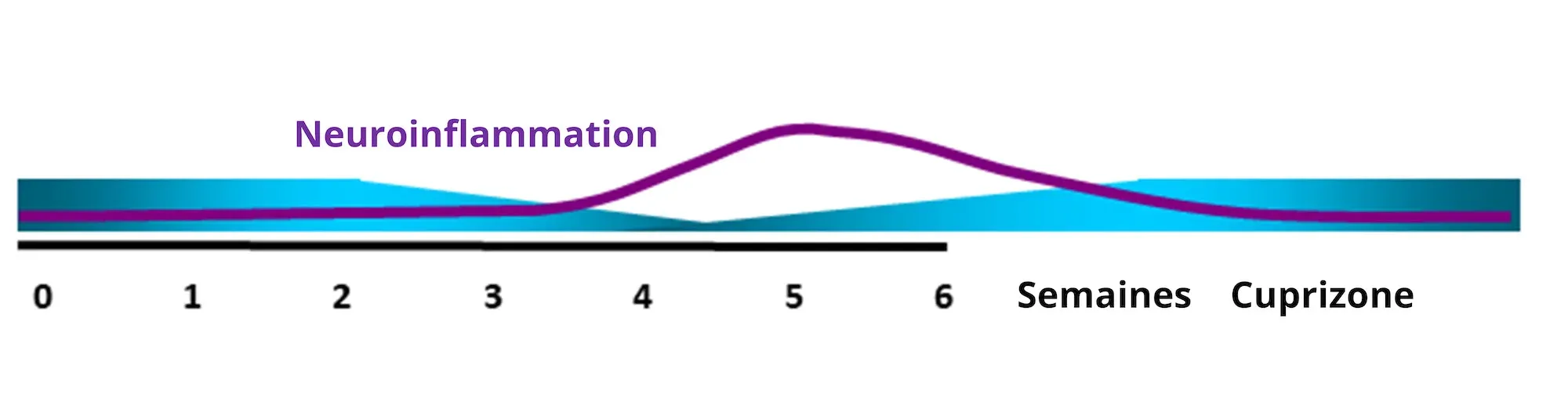 Inflammation à la cuprizone : chronologie de l'évolution