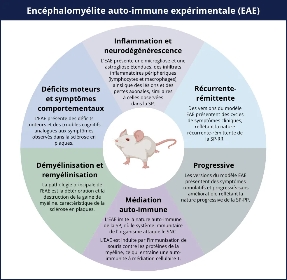 Aspects clés de la SP humaine dans les modèles d'EAE