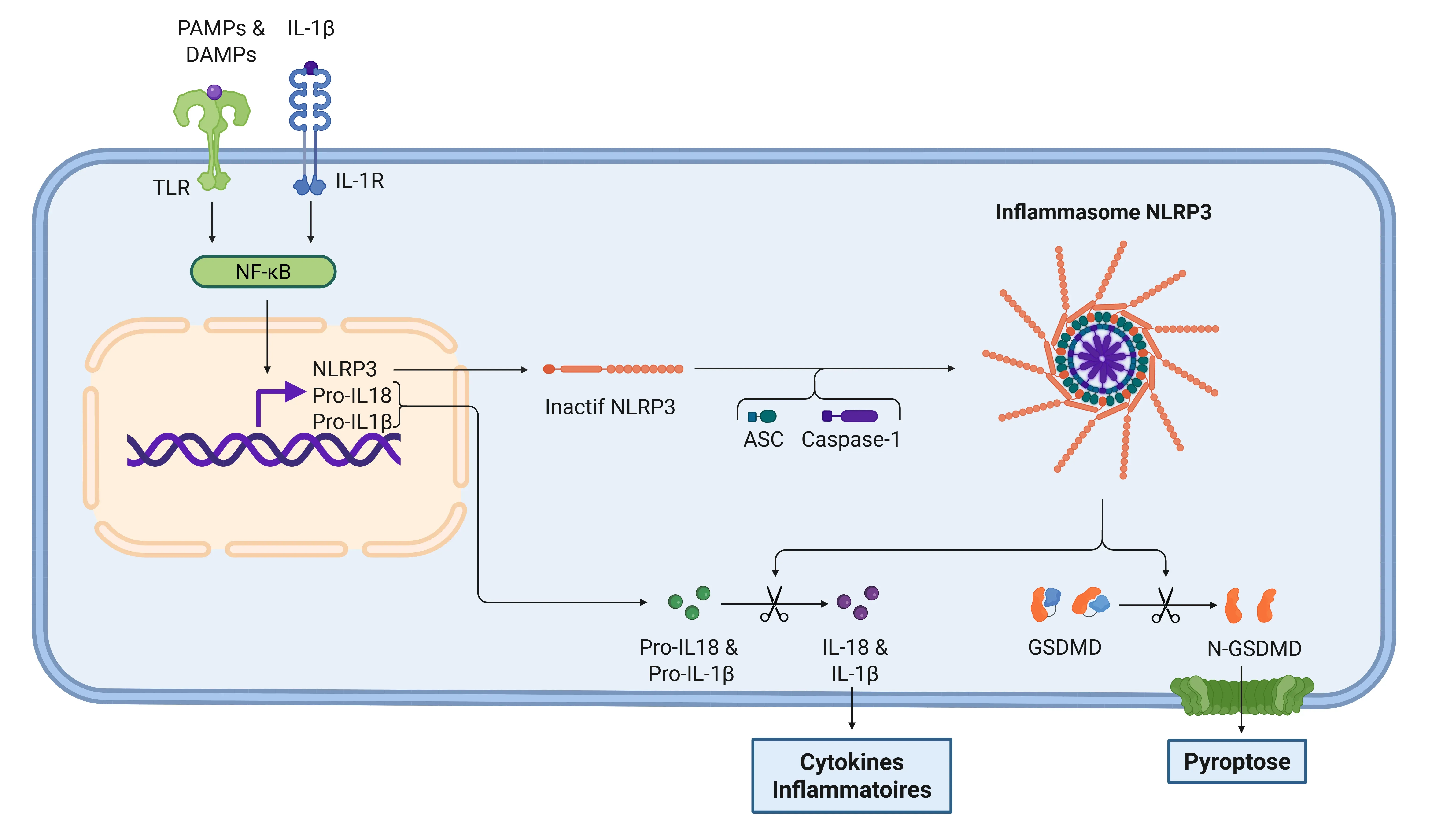 Cascade de signalisation de l'IL-1β via l'inflammasome NLRP3