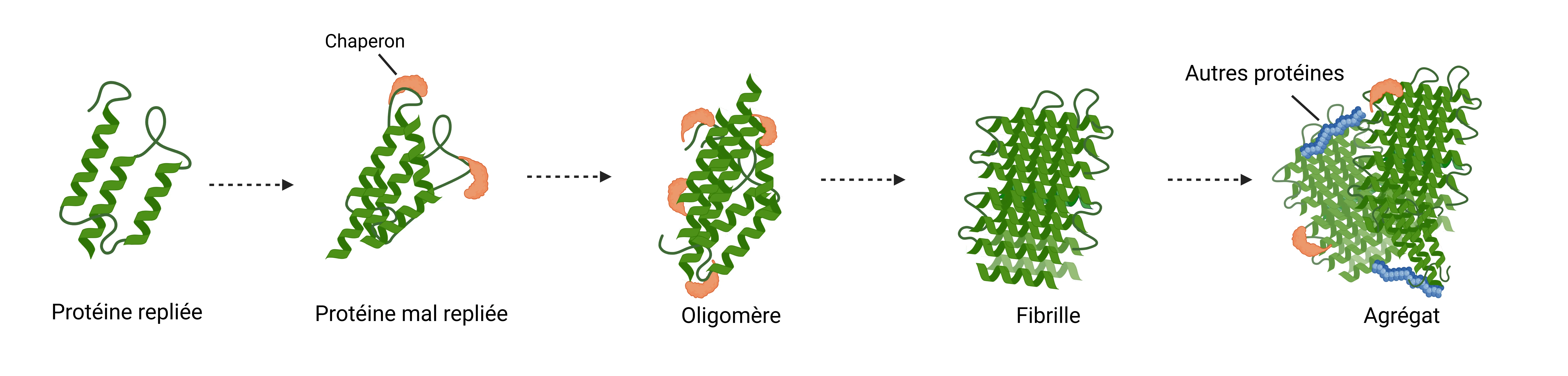 Mécanisme d'agrégation des protéines dans les maladies neurodégénératives