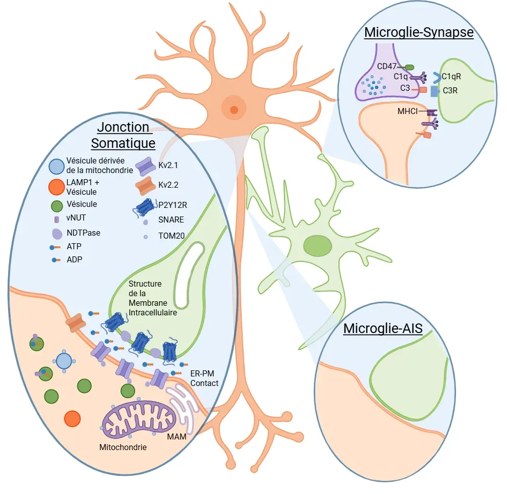 Interactions entre les microglies et les neurones