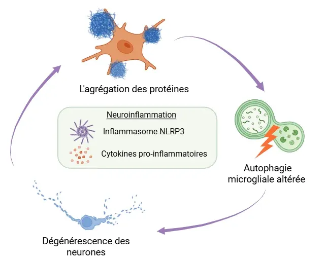 Boucle de rétroaction impliquant une altération de l'autophagie microgliale