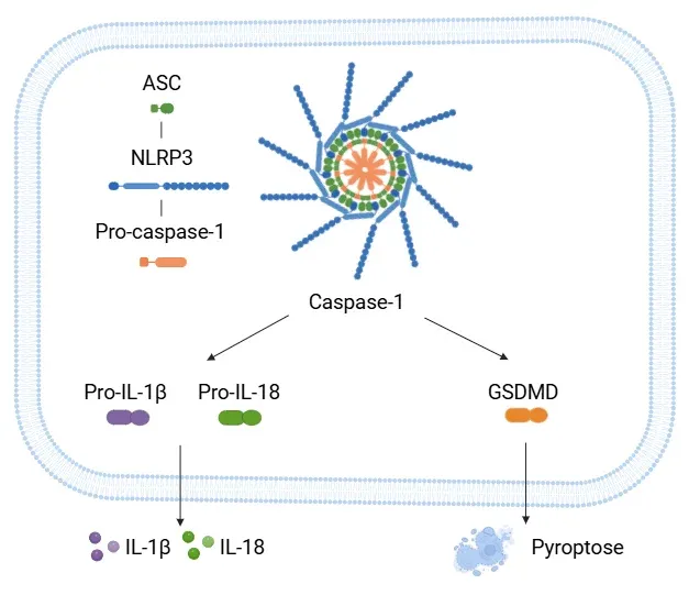 Voie inflammatoire NLRP3
