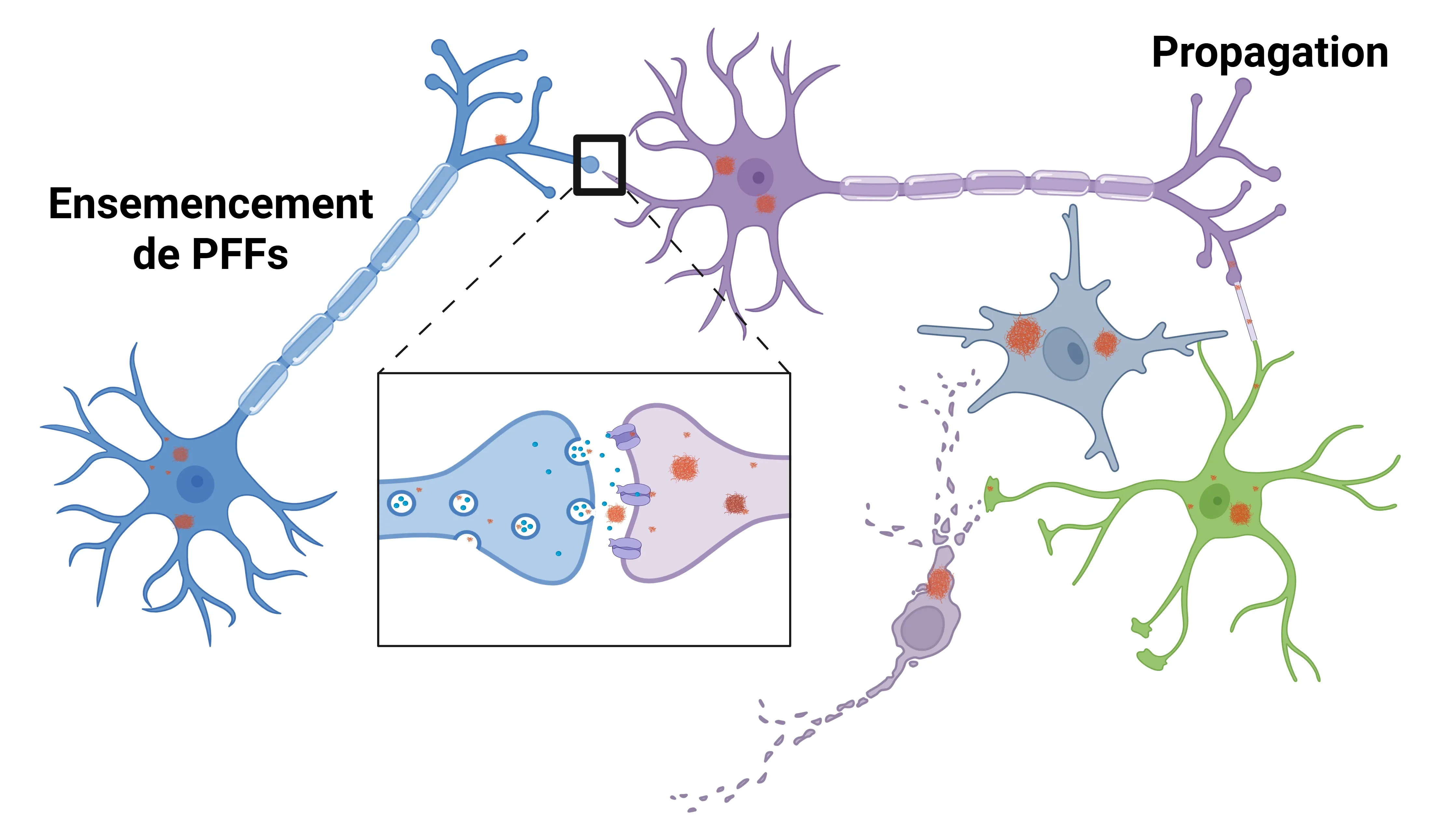 Image pour l'ensemencement et l'épandage PFF