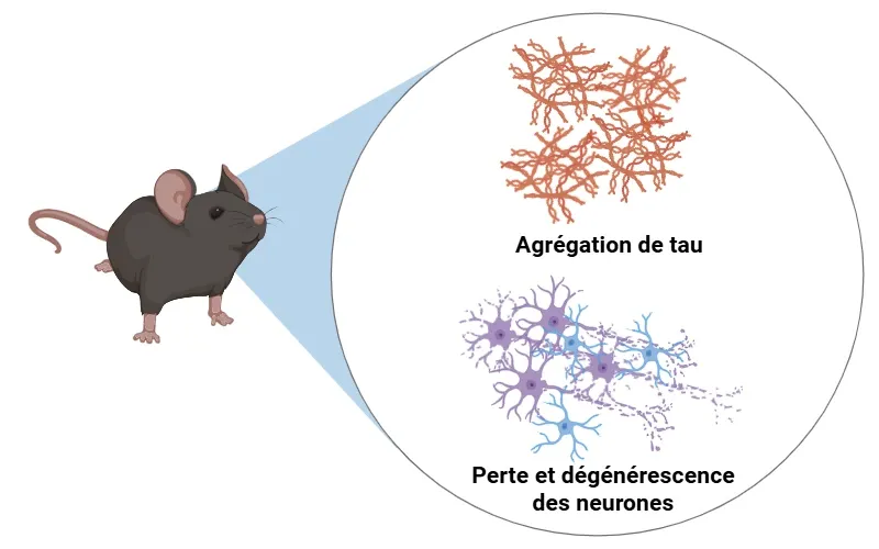 Image pour le modèle de souris PS19 pour le développement de médicaments ciblant la protéine tau
