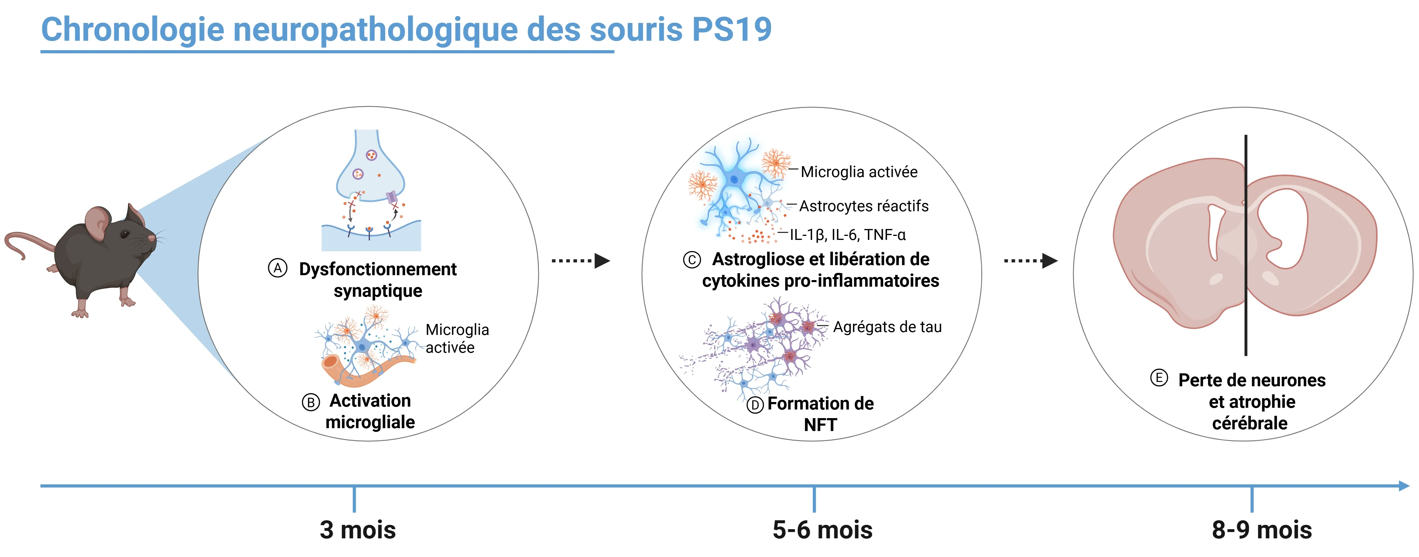 Chronologie neuropathologique des souris PS19