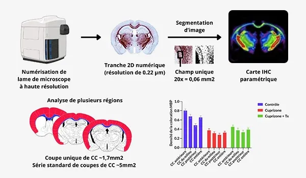 Processus d'analyse quantitative d'images numériques dans les études de recherche préclinique