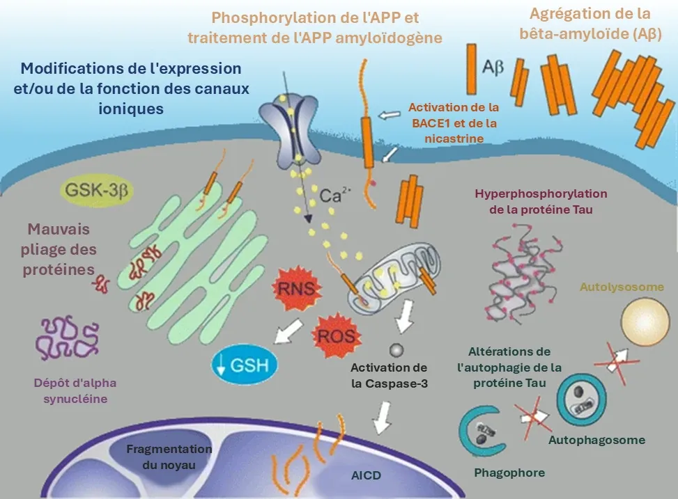 Représentation schématique des changements neurodégénératifs dans le CNS.