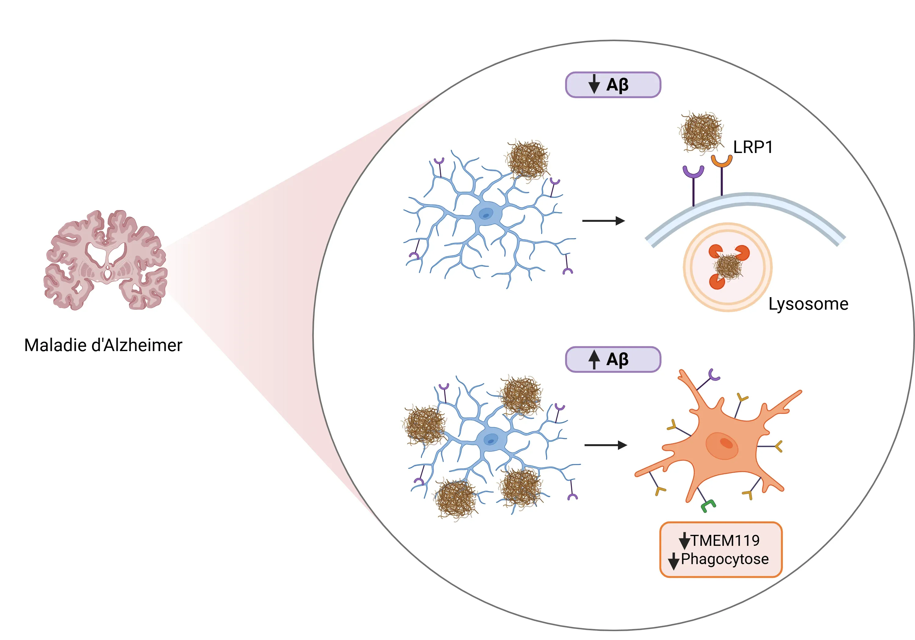Le rôle de TMEM119 dans la maladie d'Alzheimer (MA) 