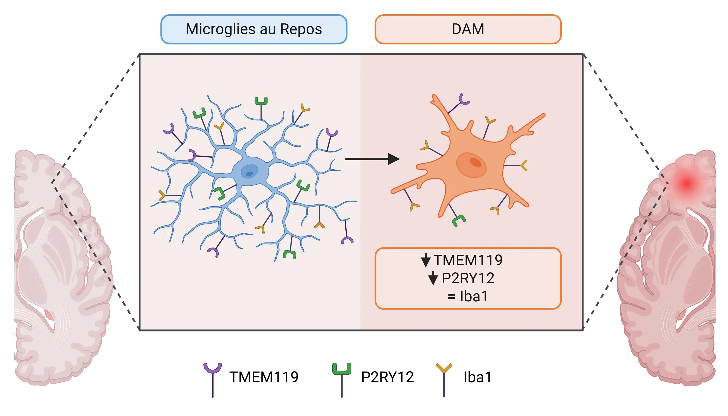 Microglia au repos et microglia associés à la maladie (DAM).